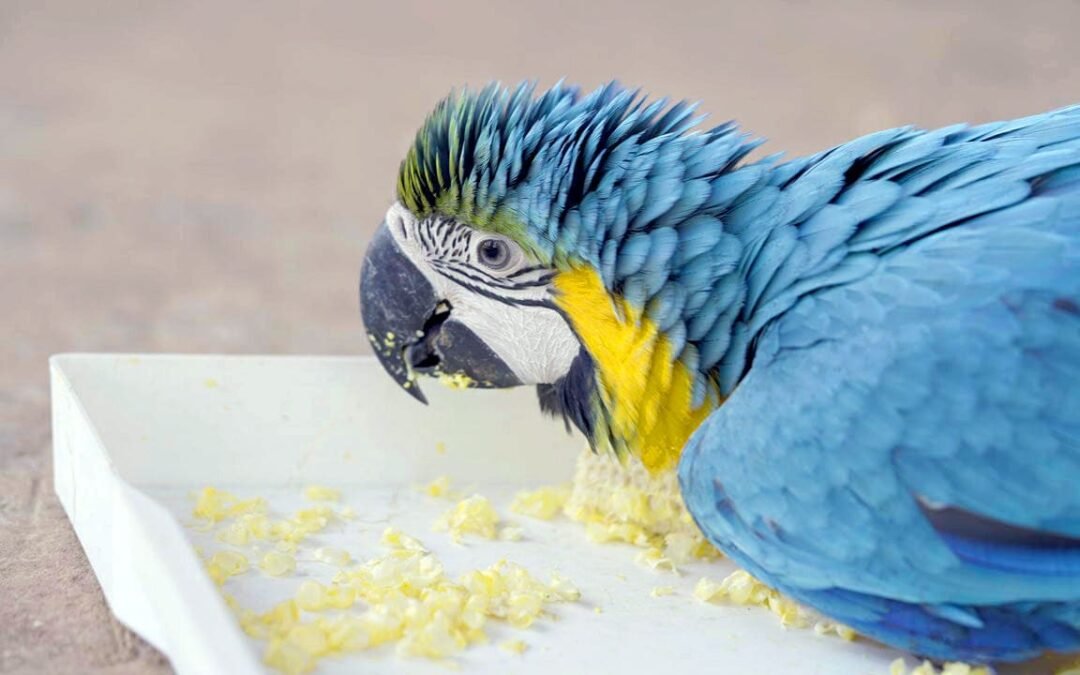 bird park in Maharashtra