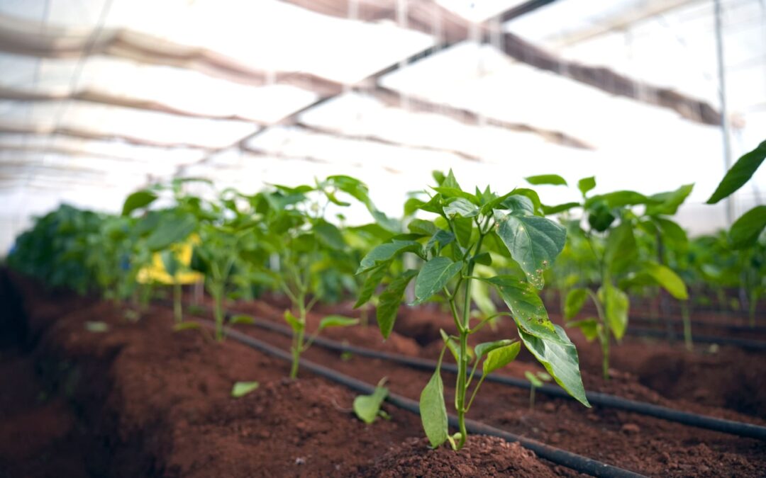 Eco Agro Tourism in Maharashtra: A Day on the KSR Agro Farm