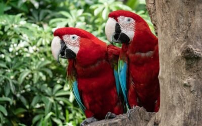 Maharashtra’s Best Kept Secret: Stunning Bird Parks You’ve Never Heard Of