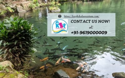 Make Memories: Experience Fish Feeding at KSR Global Aquarium