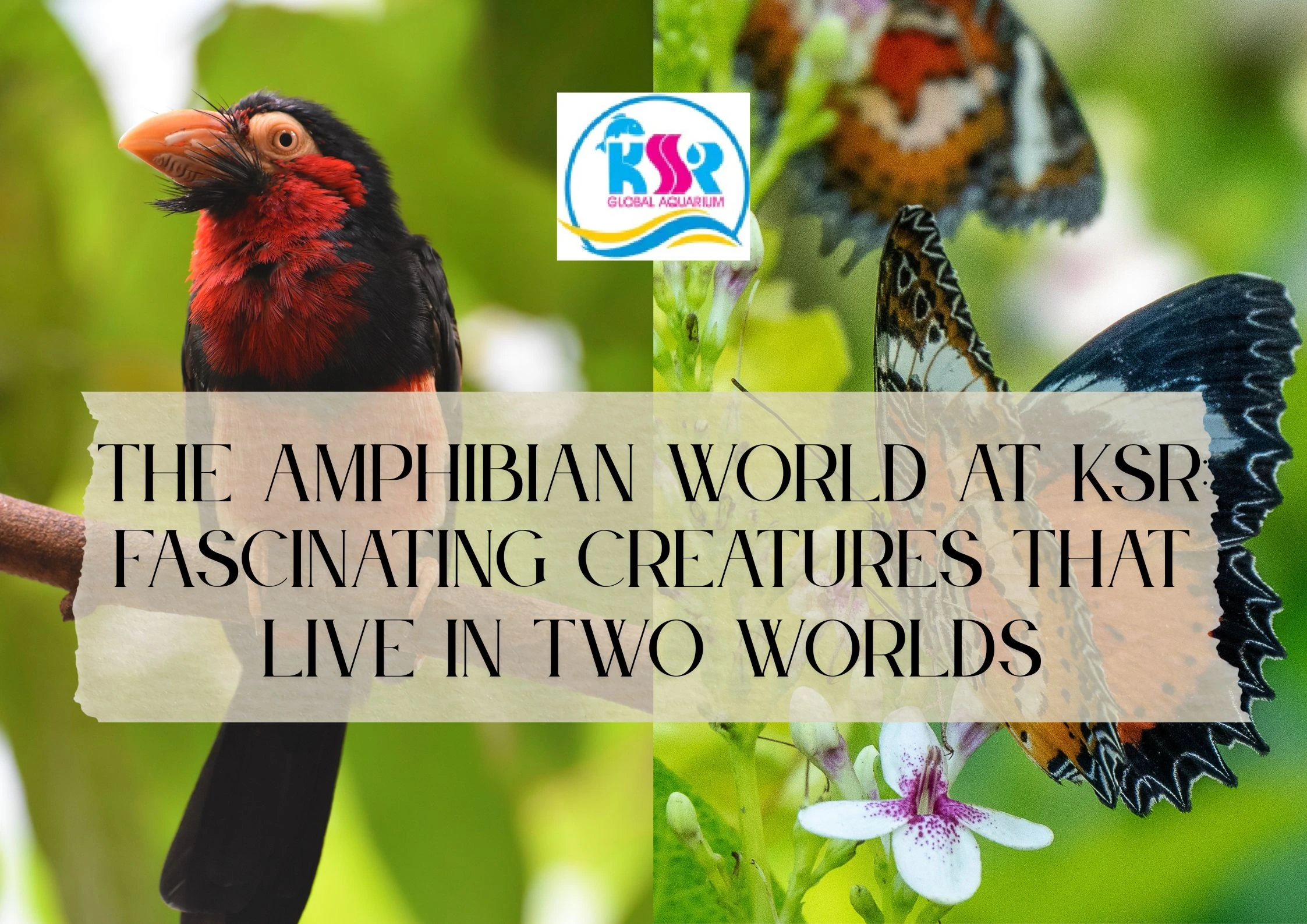 The Amphibian World at KSR: Fascinating Creatures That Live in Two Worlds