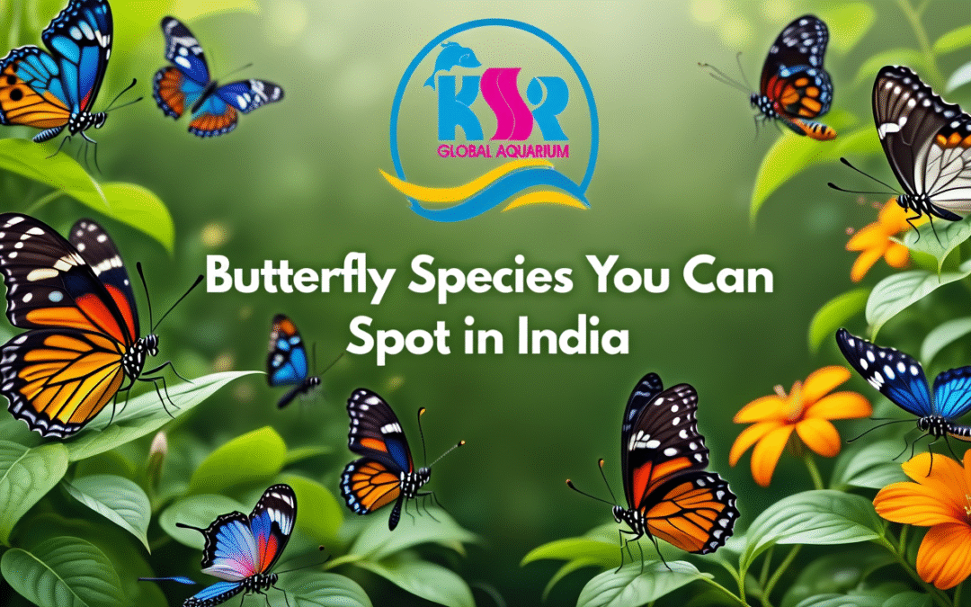 Butterfly Species You Can Spot in India