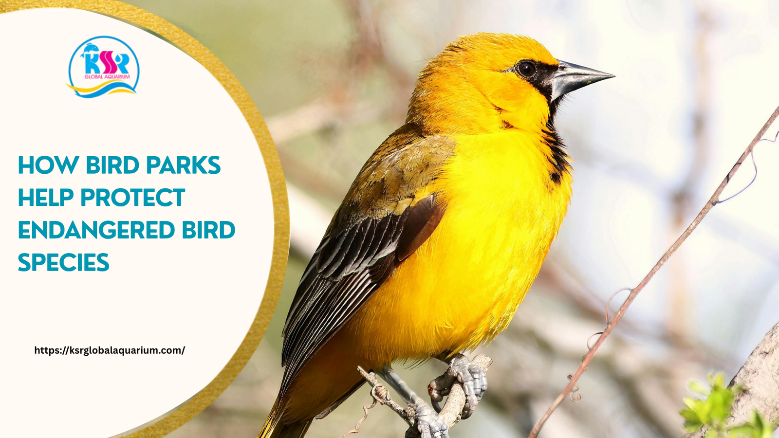 How Bird Parks Help Protect Endangered Bird Species