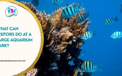 What Can Visitors Do at a Large Aquarium Park?
