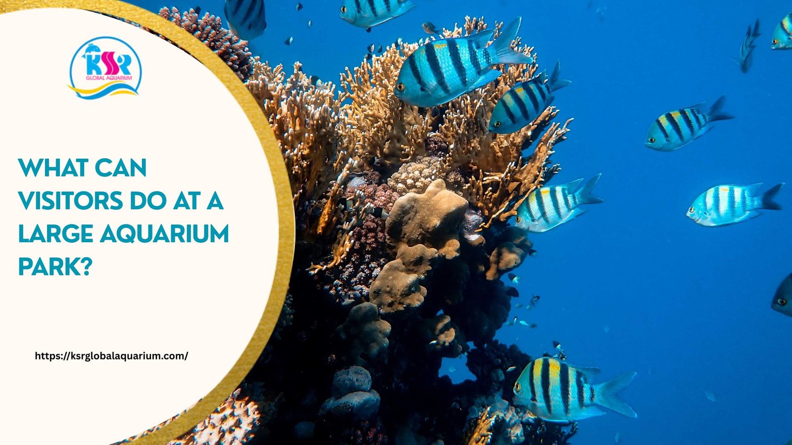 What Can Visitors Do at a Large Aquarium Park?