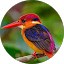 KIRTI SHERE Avatar